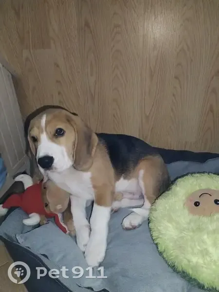 Пропал собака, Армавирская улица, 69, Дагомыс - коричневая, щенок игривый - photo