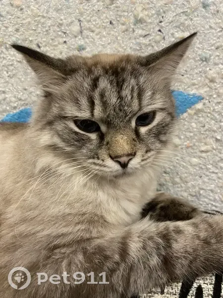 Пропал кот, улица Ворошилова, 16, Бугульма - пушистый с голубыми глазками - photo