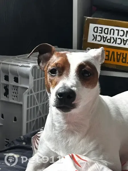 Пропал собака, мужской, улица Зайцева, 15, Петрозаводск - одет в салатовый комбинезон - photo