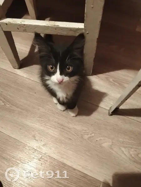 Пропал кот, Вокзальная улица, 140, Магнитогорск - черно-белый окрас - photo