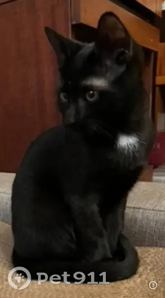 Пропала кошка, улица Блохина, 25, Санкт-Петербург - черная с белым галстучком - photo