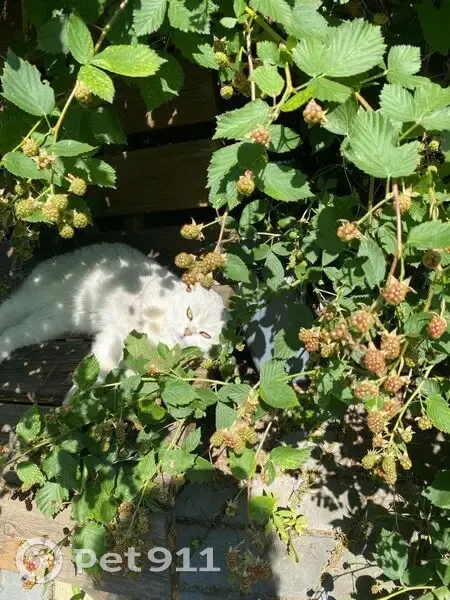 Пропала кошка, Красная улица, 257Б, Калининград - белая вислоухая - photo