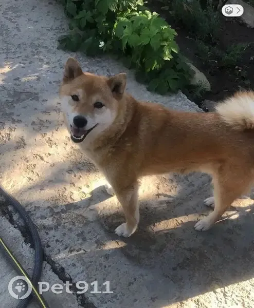 Пропал собака, мужской, Октябрьская улица, Закутский - photo
