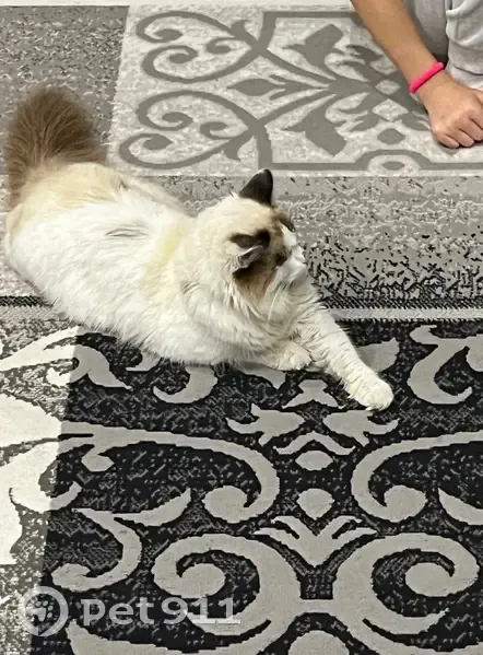 Пропал кот, улица Гагарина, Ишим - белый с серыми пятнами - photo