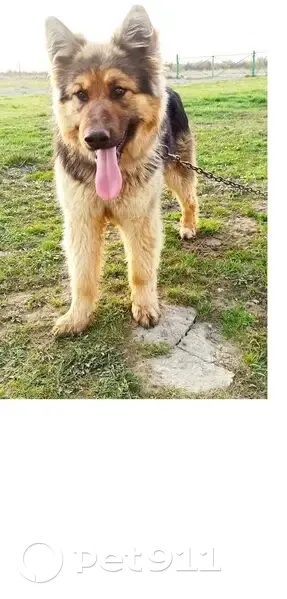Пропал собака, район п.Медовое, Багратионовский муниципальный округ - похож на овчарку - photo