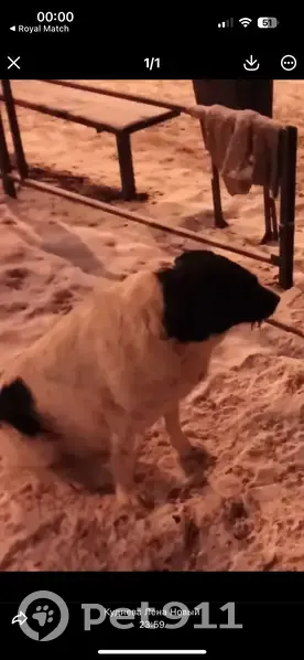 Пропала собака, Ленинский проспект, Воронеж - кличка Найда, крупная - photo