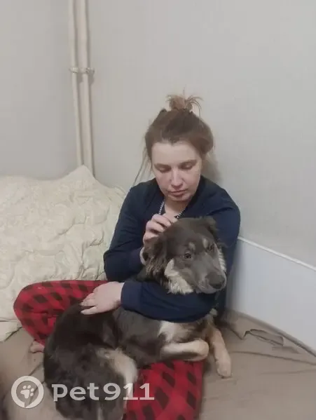 Пропала собака, Юнтоловский проспект, Санкт-Петербург - дымчатая шерсть, на синей шлейке - photo