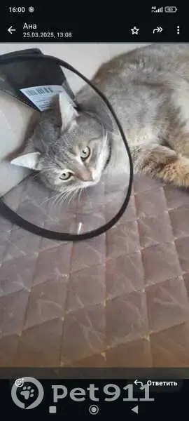 Пропал кот, Каспийск, Дагестан - серый - photo