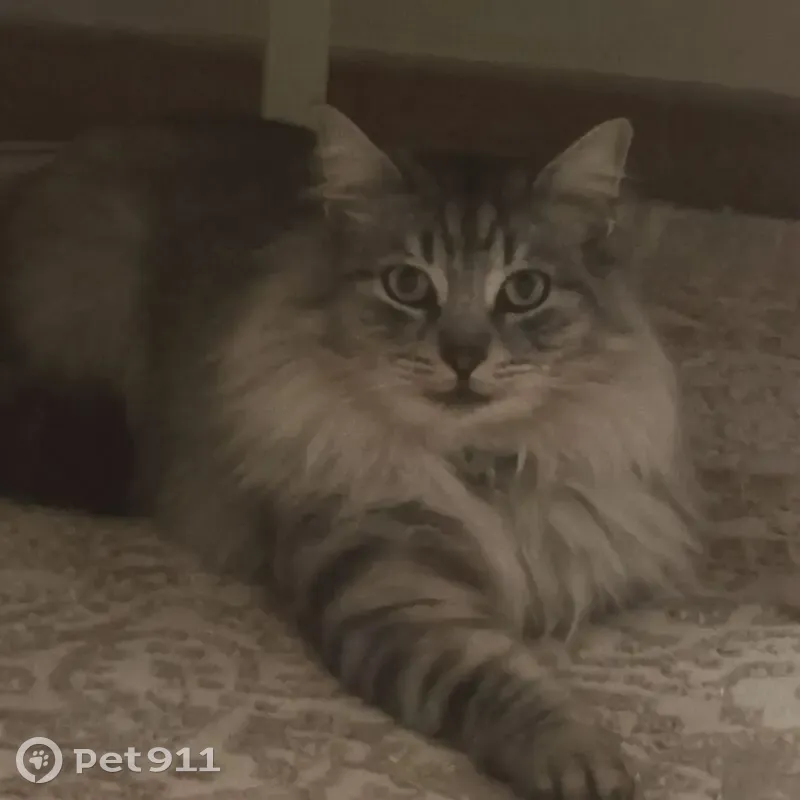 Пропал кот, улица Разъезд Темерник, Ростов-на-Дону - серый с синим ошейником - photo