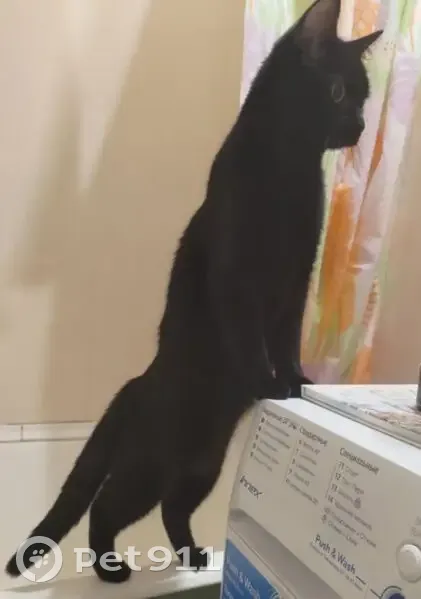 Пропала кошка, Торговая улица, 10, Абакан - чёрная с жёлтыми глазами - photo