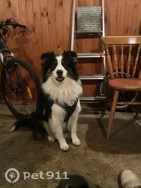 Пропал собака, 35, Исаково - австралийская овчарка - photo