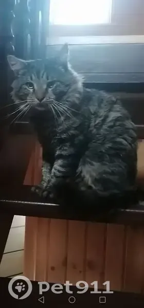 Пропал кот, Раменский - серый с полосками, мордочка рыжая - photo