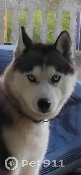 Пропала собака хаски, Проекторная улица, 33, Орёл - кличка Майк - photo