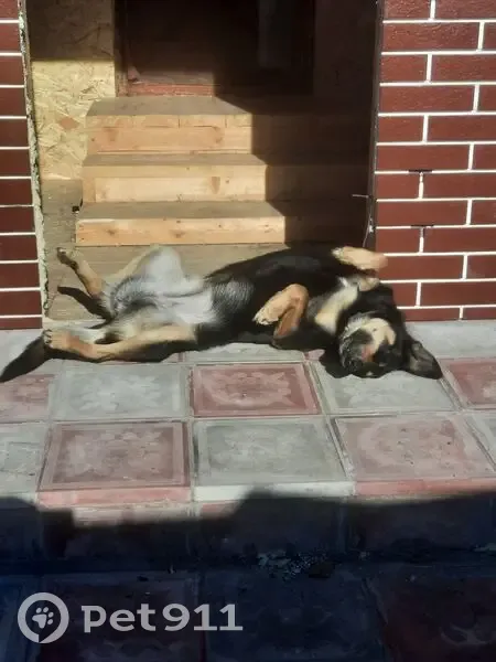 Пропала собака, женский пол, улица Олега Кошевого, 12, Волжский - чёрная с подпалинами - photo