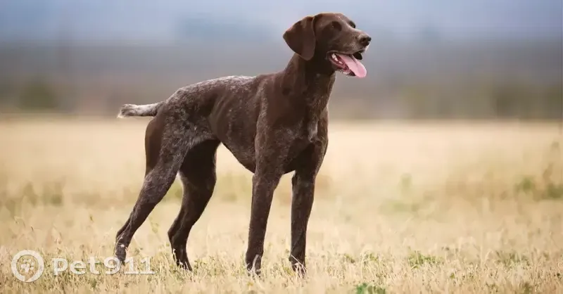 Пропал собака, мужской, Шоссейная улица, Ростов-на-Дону - photo