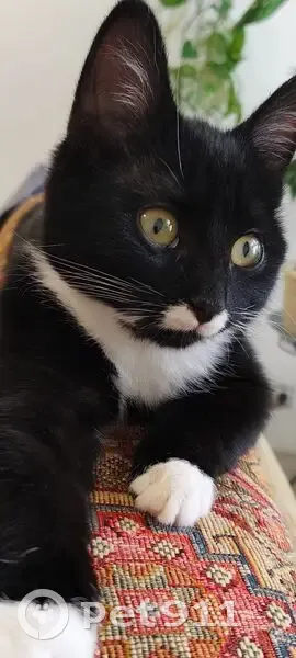 Пропала кошка, улица Полиграфистов, 21, Чехов - черно-белая с белым бантиком - photo
