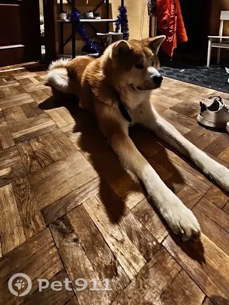 Пропал собака, мужской, Советская улица, 109, Кострома - рыжий и немного белый - photo