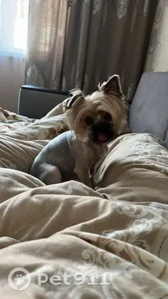 Пропала собака, Острогожская улица, 168У, Воронеж - украли по адресу - photo