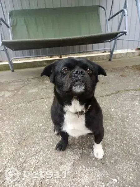 Пропала собака, мужской, Почтовая улица, 298, Краснодар - темного цвета с белым пятном - photo