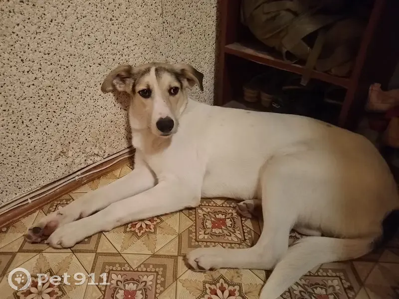 Пропал собака, мужской, Ливенская улица, 21, городской округ Орёл - белый с чёрными пятнами - photo