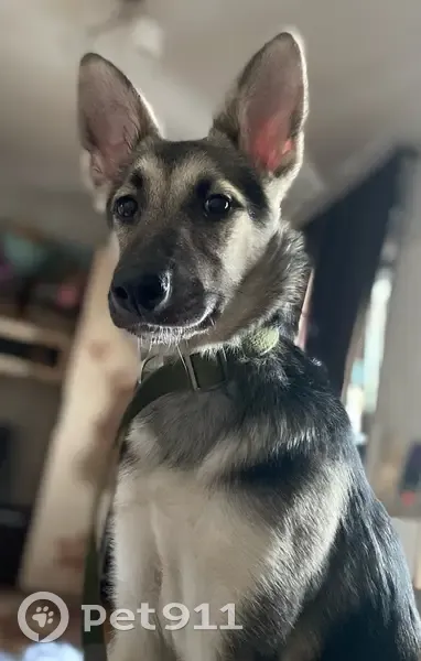 Пропала собака, женский пол, улица Ломоносова, Великий Новгород - сорвалась с ошейника - photo