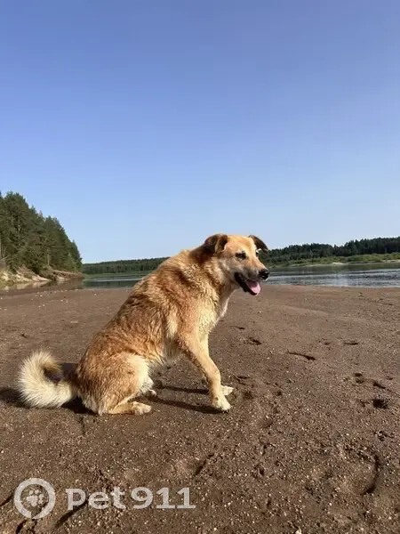 Пропала собака, Чаячий проезд, 16, Северодвинск - откликается на кличку Кузя - photo