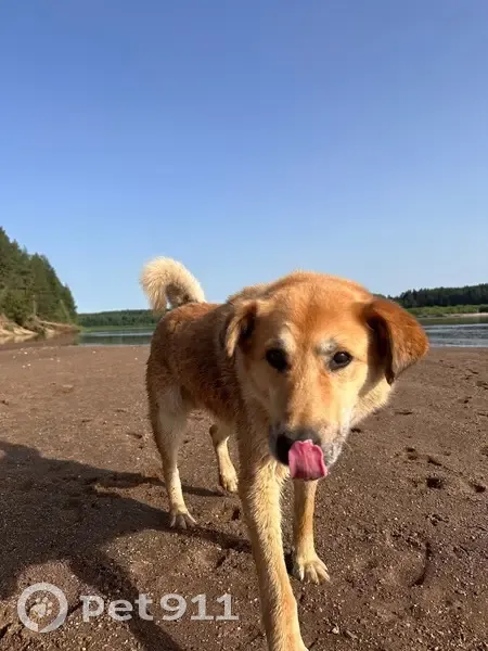 Пропала собака, Чаячий проезд, 15, Северодвинск - ошейник с номером телефона - photo