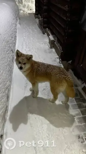 Пропала собака, девочка, улица 20 лет ВЛКСМ, Иваново - photo