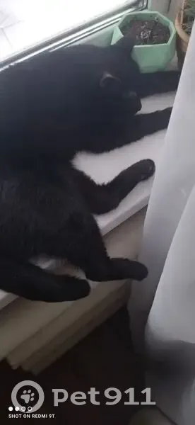 Пропал кот, Комсомольский бульвар, 65, Каменск-Уральский - чёрный с белым пятном - photo