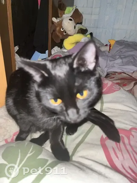 Пропал кот, улица Шамонина, 13, Шаховская - photo