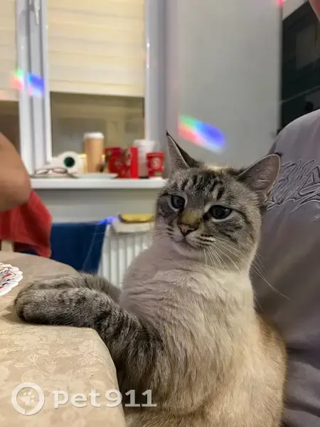 Пропал кот, Севастопольская улица, 91, Батайск - любит залазить в чужие дворы - photo