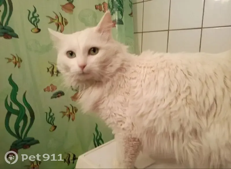 Пропал кот, Московская область, Какузево - белый кот Фаразон - photo