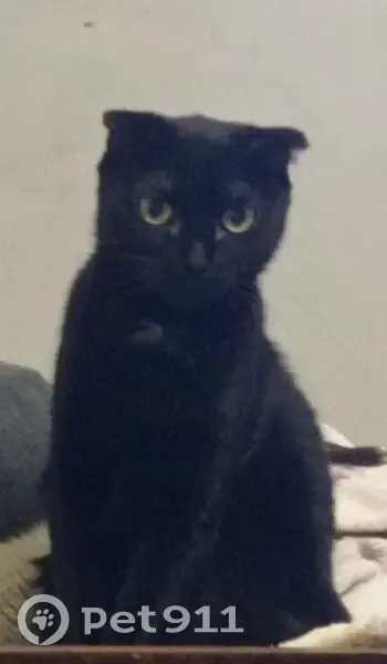 Пропала кошка, улица Николая Чумичова, 127, Белгород - взрослая вислоухая серого окраса - photo