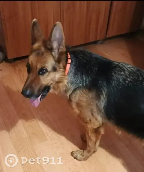 Пропала собака, переулок Мира, 16, Старый Оскол - photo