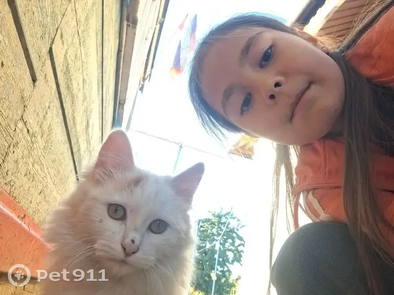 Пропала кошка, улица Трусова, 20, Волго-Каспийский - окрас коричневый, глаза карие - photo