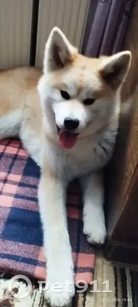 Пропала собака, Академическая улица, 9, Иваново - щенок 7 месяцев - photo