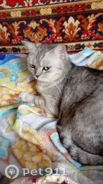 Пропала кошка, Тула, Тульская область - дымчатая, 7 лет - photo
