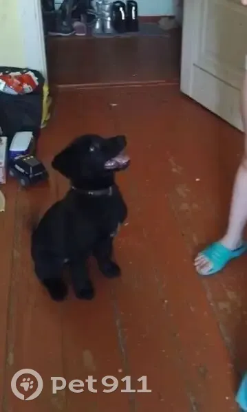 Пропал собака, Деповский переулок, Иркутск - чёрный с белой грудью - photo