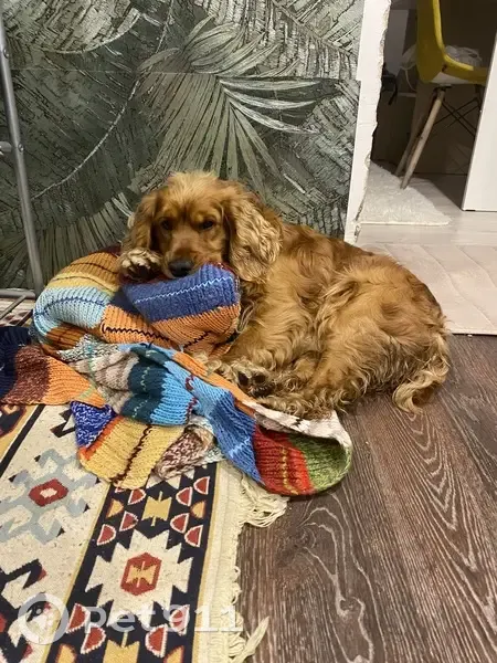 Пропал собака, Рабочая улица, 68 к1, Елец - рыжий с коричневым ошейником - photo