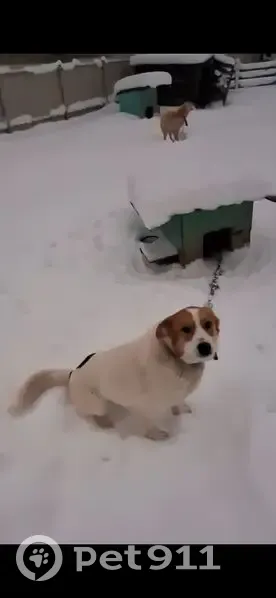 Пропала собака, Текстильная улица, Высоковск - белая с рыжей головой и двумя чёрными пятнами - photo