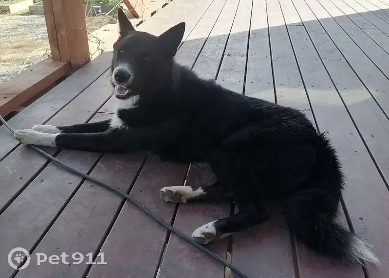 Пропала собака, Надеждинское сельское поселение, Приморский край - чёрно-белая лайка с ошейником - photo