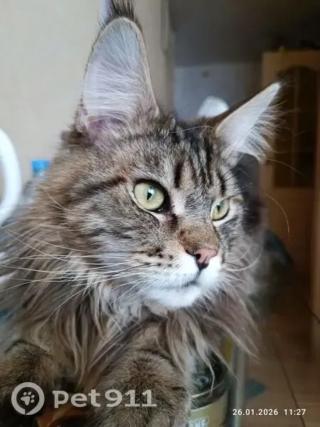 Пропал кот, Юбилейная улица, 3, Лесной - серый в чёрную полоску - photo