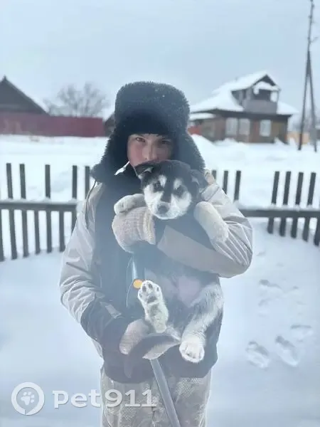 Пропал собака, Кокшарова - черно-белый окрас, убежал со двора - photo