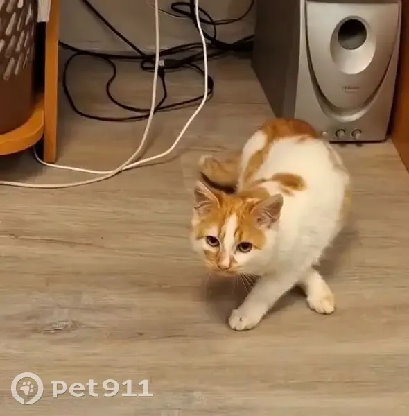 Пропал кот, Кавказская улица, 49, Анапа - бело-рыжий, 5 месяцев - photo