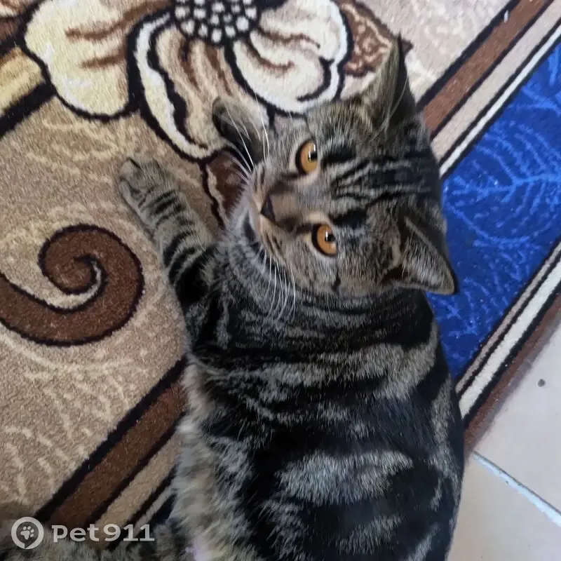 Пропала кошка, Кубовинский сельсовет, Новосибирская область - убежала во время течки - photo