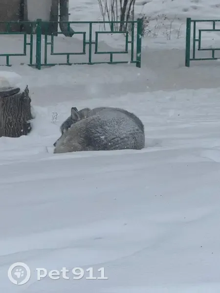 Найдена собака, проспект Кирова, 190, Самара - хаски с голубыми глазами - photo