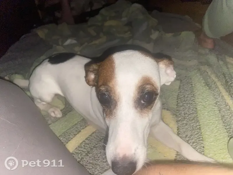 Пропала собака, проспект Строителей, Волгодонск - миниатюрная порода Джек Рассел - photo