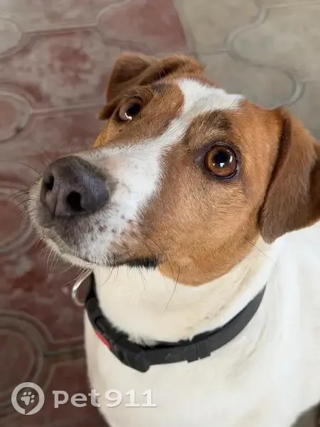 Пропала собака, п. Совхозный, Славянск-на-Кубани - откликается на кличку Тумка - photo