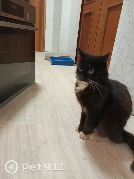 Пропал кот, улица 60 лет Октября, 7А, Кимры - пушистый чёрный с белой манишкой - photo