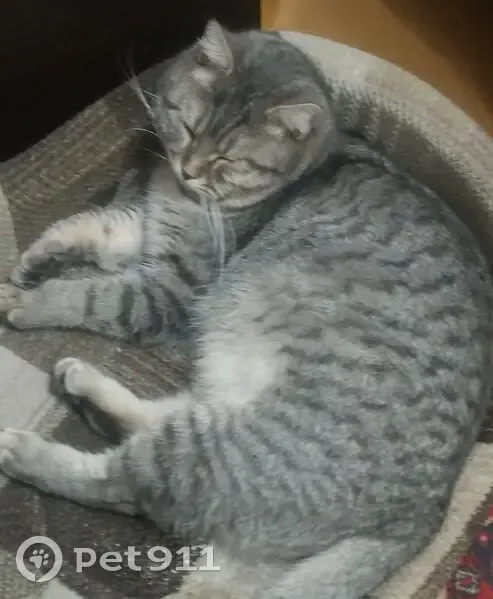 Пропал кот, улица Свердлова, 22, Елец - красный ошейник - photo